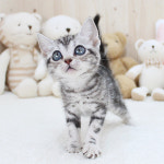 해피캣타운 고양이강아지 서울충무로점