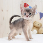 해피캣타운 고양이강아지 서울충무로점