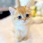 해피캣타운 고양이강아지 서울충무로점