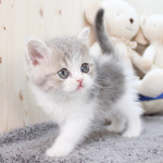 해피캣타운 고양이강아지 서울충무로점