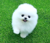 REAL DOGS 강아지분양 일산본점