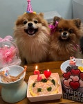 펫푸드온