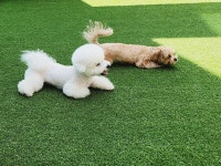 도그아레아 애견유치원&미용&호텔