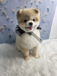 쵸코네묭실