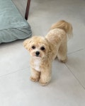 멍데렐라