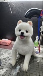 숲속애견샵