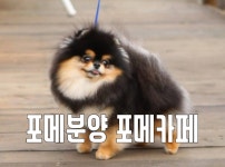 메르시몽프레 포메분양 & 애견카페
