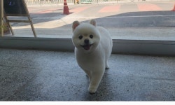 숲속애견샵