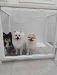모모이펫
