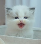 골드 홀릭 캐터리