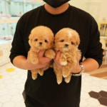 부산강아지분양 테디럽 명지본점