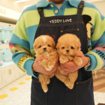 부산강아지분양 테디럽 명지본점