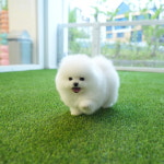 부산강아지분양 테디럽 명지본점