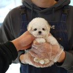부산강아지분양 테디럽 명지본점