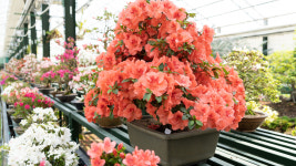 청화산한옥풀빌라