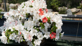 청화산한옥풀빌라