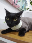 고양이 무마취미용 나의캣