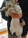 고양이 무마취미용 나의캣