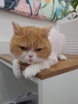 고양이 무마취미용 나의캣