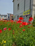 사랑손팥죽오천점