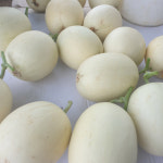 수신메론 시후네농장