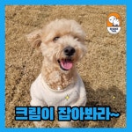 쉐이크테일 강아지 애견호텔 애견유치원 미용