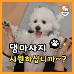 쉐이크테일 강아지 애견호텔 애견유치원 미용