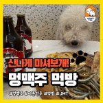 쉐이크테일 강아지 애견호텔 애견유치원 미용