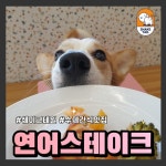 쉐이크테일 강아지 애견호텔 애견유치원 미용
