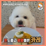 쉐이크테일 강아지 애견호텔 애견유치원 미용