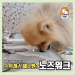 쉐이크테일 강아지 애견호텔 애견유치원 미용