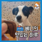 쉐이크테일 강아지 애견호텔 애견유치원 미용