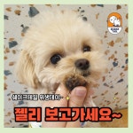 쉐이크테일 강아지 애견호텔 애견유치원 미용