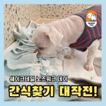 쉐이크테일 강아지 애견호텔 애견유치원 미용
