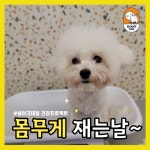 쉐이크테일 강아지 애견호텔 애견유치원 미용