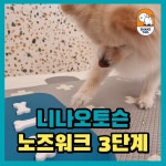 쉐이크테일 강아지 애견호텔 애견유치원 미용