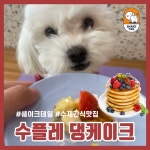 쉐이크테일 강아지 애견호텔 애견유치원 미용