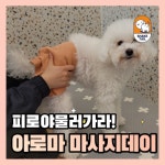 쉐이크테일 강아지 애견호텔 애견유치원 미용
