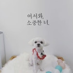 몽몽
