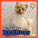 쉐이크테일 강아지 애견호텔 애견유치원 미용