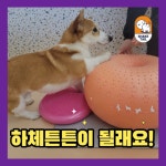 쉐이크테일 강아지 애견호텔 애견유치원 미용