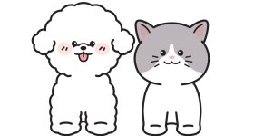 온퍼피 강아지분양 전주본점