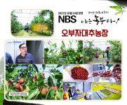 오부자대추농장
