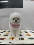 블리스펫츠