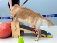 24시부천이지동물의료센터