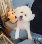 예쁨줄개