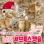 브룩스캣슬 부산