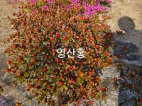 힐링원예쉼표