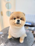 아이린펫살롱