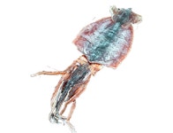 일도씨맥주 모현점